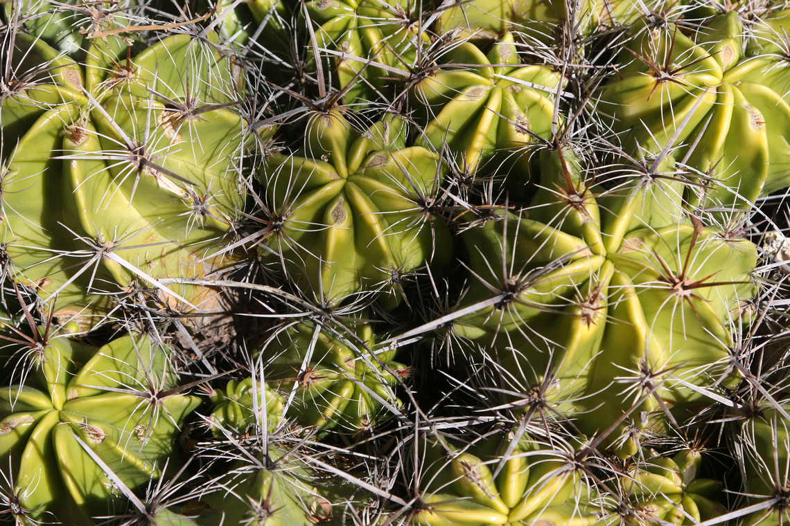 Small cactus