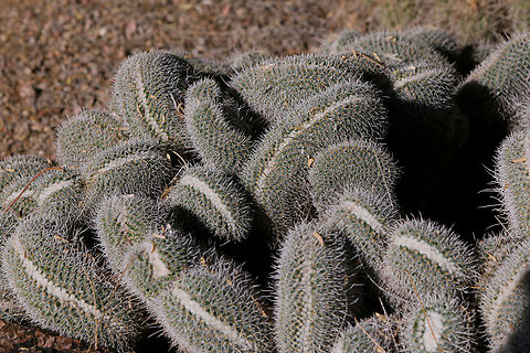 Crested Twin-Spined Cactus or Mammillaria geminispina  Fall,Geotagged,Mammillaria geminispina,United States