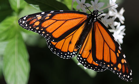 Monarch Butterfly or Danaus plexippus  Danaus plexippus,Fall,Geotagged,Monarch Butterfly,Monarch butterfly,United States