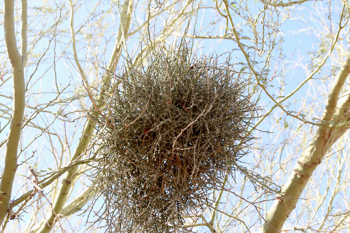 Desert mistletoe or Phorodendron californicum This was in a Palo Verde tree. The plant is a hemiparasite, which means it carries out photosynthesis in its green stems while obtaining additional nutrients and water from the host plant it grows on which commonly are mesquite, palo verde, and ironwood .<br />
It is a slow tree killer. Death to a tree usually happens only when several clusters of mistletoe overtake the tree, or when the tree  is weakened by other diseases or by a lack of water. It robs the tree of water, nutrients and weakens its immune system. Fall,Geotagged,Mistletoe,Phoradendron californicum,Phorodendron californicum,United States