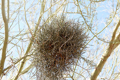 Desert mistletoe or Phorodendron californicum This was in a Palo Verde tree. The plant is a hemiparasite, which means it carries out photosynthesis in its green stems while obtaining additional nutrients and water from the host plant it grows on which commonly are mesquite, palo verde, and ironwood .
It is a slow tree killer. Death to a tree usually happens only when several clusters of mistletoe overtake the tree, or when the tree  is weakened by other diseases or by a lack of water. It robs the tree of water, nutrients and weakens its immune system. Fall,Geotagged,Mistletoe,Phoradendron californicum,Phorodendron californicum,United States