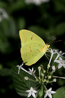Cloudless Sulphur or Phoebis sennae Phoenix Desert Botanical Garden Cloudless sulphur,Fall,Geotagged,Phoebis sennae,United States