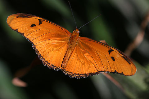 Julia butterfly or Dryas iulia Often misspelled iulia as Julia Dryas iulia,Fall,Geotagged,Julia Butterfly,United States