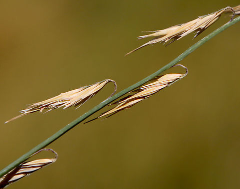 Beargrass Phoenix Desert Botanical Garden Bear Grass,Fall,Geotagged,United States,Xerophyllum tenax