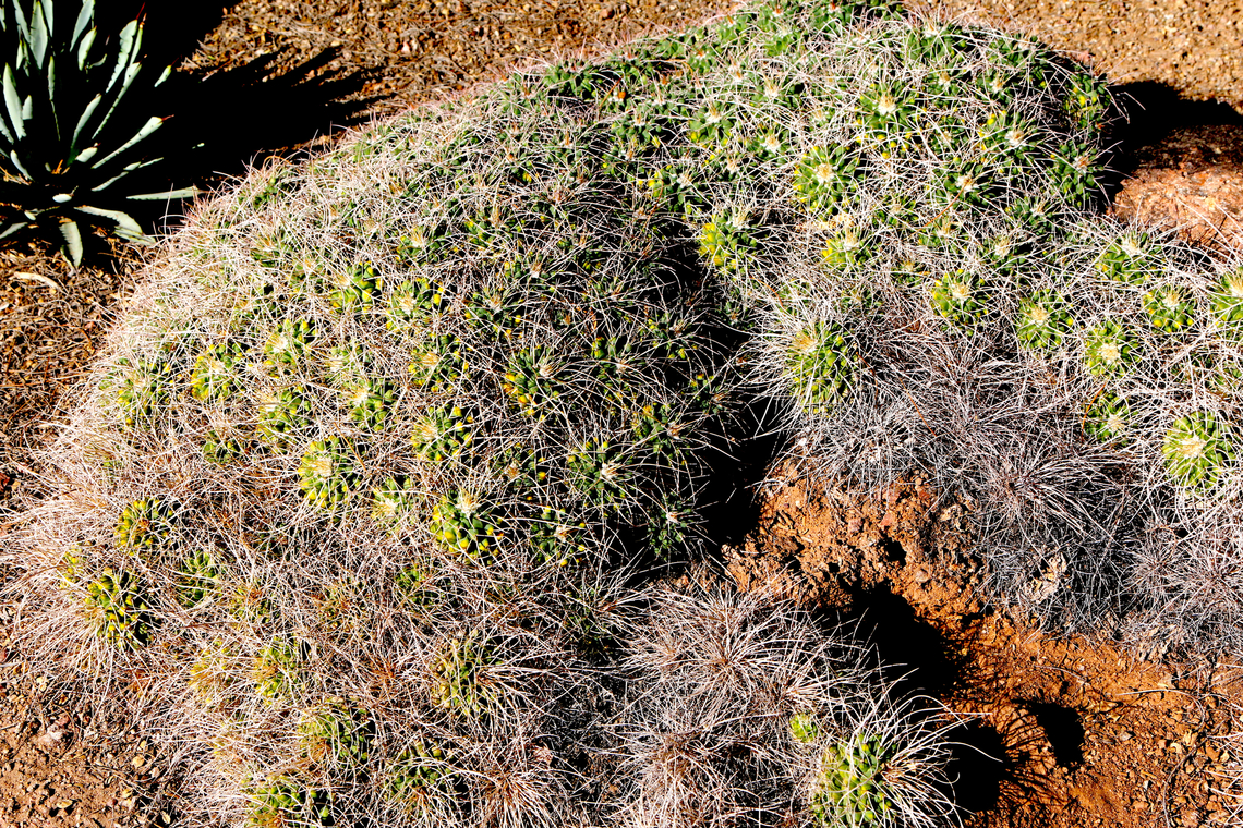 Mother of Hundreds or Mammillaria compressa Phoenix Desert Botanical Garden Fall,Geotagged,Mammillaria compressa,United States