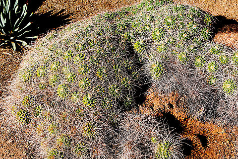 Mother of Hundreds or Mammillaria compressa Phoenix Desert Botanical Garden Fall,Geotagged,Mammillaria compressa,United States