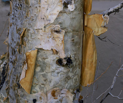 Elephant Tree of Pachycormus discolor Phoenix Desert Botanical Garden Fall,Geotagged,Pachycormus  discolor,Pachycormus discolor,United States