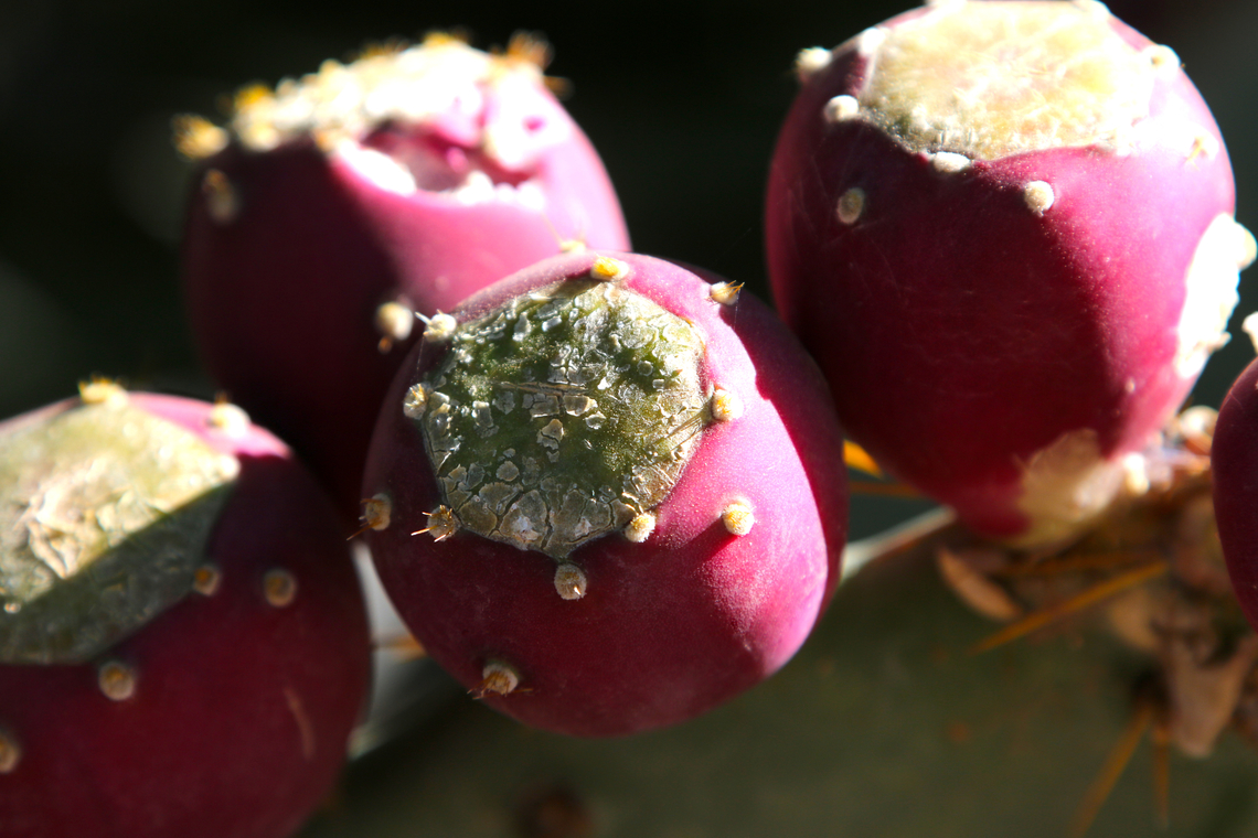 Prickly Pear fruit or Opuntia engelmannii Yes, it does make a nice jam as well.<br />
Phoenix Desert Botanical Garden Engelmann's Pricklypear,Fall,Geotagged,Opuntia engelmannii,United States