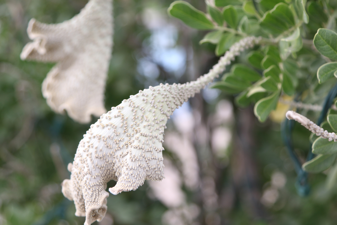Texas Laurel fasciation or Sophora secundiflora Fasciation, also called cresting (see image of Saguaro cactus), is a unusual condition of abnormal growth around a single point and develops elongated  flattened, ribbon-like, crested, or elaborately shaped tissue. Some think this is a genetic mutation.<br />
<figure class="photo"><a href="https://www.jungledragon.com/image/154894/texas_laurel_fasciation_or_sophora_secundiflora.html" title="Texas Laurel fasciation or Sophora secundiflora"><img src="https://s3.amazonaws.com/media.jungledragon.com/images/5803/154894_thumb.JPG?AWSAccessKeyId=05GMT0V3GWVNE7GGM1R2&Expires=1770854410&Signature=KBvgPFT59h5UHk6f7k52TPK2nwI%3D" width="200" height="134" alt="Texas Laurel fasciation or Sophora secundiflora This is an abnormal condition probably from a genetic mutation. Dermatophyllum secundiflorum,Fall,Fasciation,Geotagged,United States" /></a></figure><br />
<figure class="photo"><a href="https://www.jungledragon.com/image/154733/crested_saguaro_or_carnegiea_gigantea.html" title="Crested Saguaro or Carnegiea gigantea"><img src="https://s3.amazonaws.com/media.jungledragon.com/images/5803/154733_thumb.JPG?AWSAccessKeyId=05GMT0V3GWVNE7GGM1R2&Expires=1770854410&Signature=nJ43xWFoXScnZ%2BI1qsJYU7YRtuA%3D" width="200" height="134" alt="Crested Saguaro or Carnegiea gigantea Crested (sometimes call fasciation) saguaros are rare with only some 2,000 documented by botanists throughout the Sonoran Desert area. Some theorize the fan like spread is due to a genetic mutation. Carnegiea gigantea,Fall,Fasciation,Geotagged,Saguaro,United States" /></a></figure><br />
<br />
 Dermatophyllum secundiflorum,Fall,Fasciation,Geotagged,United States