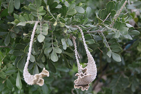 Texas Laurel fasciation or Sophora secundiflora This is an abnormal condition probably from a genetic mutation. Dermatophyllum secundiflorum,Fall,Fasciation,Geotagged,United States