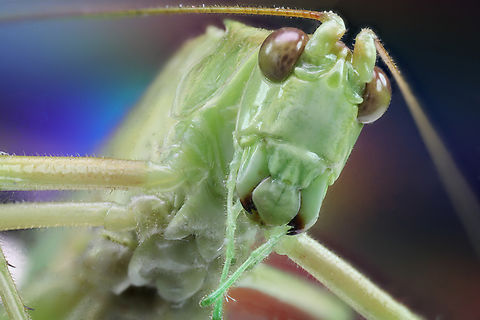 Slender meadow katydid