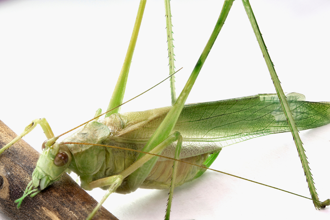 Slender Meadow Katydid or Conocephalus fasciatus Note the acoustic tympanum, a groove or flat patch on each front leg that works similar to human ear drums. This enables them to hear sounds .<br />
f8, 1/256 sec, 1x, ISO400, 521 micron for 60 images  Conocephalus fasciatus,Fall,Geotagged,Slender Meadow Katydid,United States