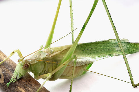 Slender Meadow Katydid or Conocephalus fasciatus Note the acoustic tympanum, a groove or flat patch on each front leg that works similar to human ear drums. This enables them to hear sounds .
f8, 1/256 sec, 1x, ISO400, 521 micron for 60 images  Conocephalus fasciatus,Fall,Geotagged,Slender Meadow Katydid,United States