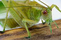 Slender Meadow Katydid or Conocephalus asciatus Note the acoustic tympanum, a groove or flat patch on each front leg that works similar to human ear drums. This enables them to hear sounds <br />
f5.6, 1/20s, Eff. App. 16.8, ISO 100, 2x, 115microns at 115 steps Conocephalus fasciatus,Fall,Geotagged,Slender meadow katydid,United States,katydid