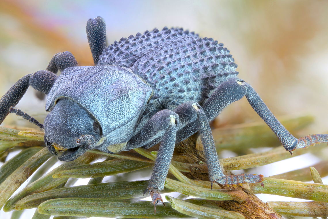 Blue Death Feigning or Ironclad beetle or Asbolus verrucosus 1.3X, 64 steps at 223 micron/step Asbolus verrucosus,Desert Ironclad Beetle,Fall,Geotagged,United States