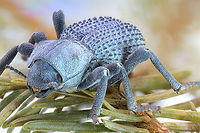 Blue Death Feigning or Ironclad beetle or Asbolus verrucosus 1.3X, 64 steps at 223 micron/step Asbolus verrucosus,Desert Ironclad Beetle,Fall,Geotagged,United States