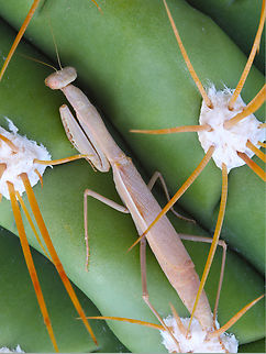 Arizona Tan Praying Mantis or Stagmomantis gracilipes This was taken early morning and was sheltered deep behind the long sharp spines of the Argentine Saguaro cactus in our front yard. Arizona Tan Mantis,Fall,Geotagged,Stagmomantis gracilipes,United States,praying mantis