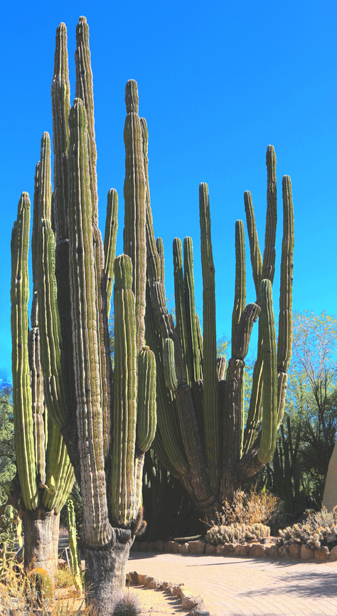 Mexican Giant Cardon or Pachycerecus pringlei  Fall,Geotagged,Pachycerecus pringlei,Pachycereus pringlei,United States,cactus