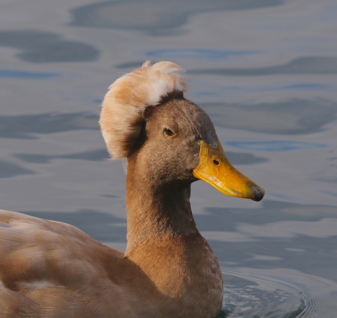 Crested Mallard Duck or Anas platyrhynchos The crest on this ducks is a genetic deformity that results in a gap in the skull that fills in with fatty tissue. Some breeders select for this trait. Anas platyrhynchos,Fall,Geotagged,Mallard,United States