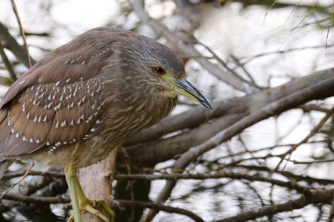 Black-Crowned Night Heron Juvenile or Nycticorax nycticorax Juveniles are noticeably different than adults Black-crowned night heron,Fall,Geotagged,Nycticorax nycticorax,United States