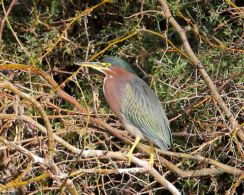 Green Heron or Butorides virescens  Butorides virescens,Fall,Geotagged,Green heron,United States