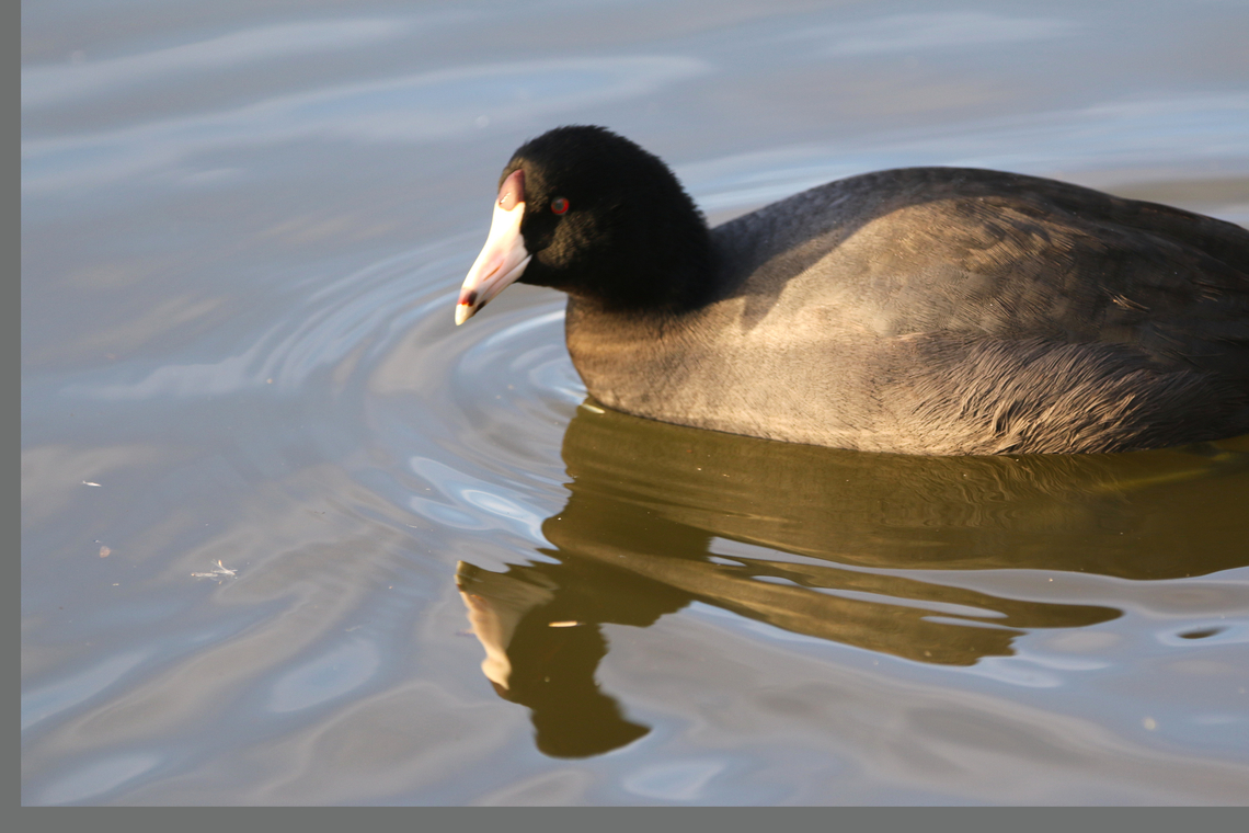 American Coot or Fulica americana  American coot,Fall,Fulica americana,Geotagged,United States