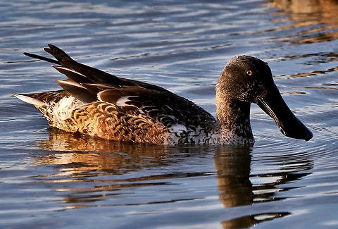 Northern Shoveler or Spatula clypeata “Spatula clypeata” and “Anas clypeata” are actually the same species, known as the Northern Shoveler. The name change from “Anas clypeata” to “Spatula clypeata” occurred due to a molecular phylogenetic study published in 2009. Fall,Geotagged,Northern shoveler,Spatula clypeata,United States