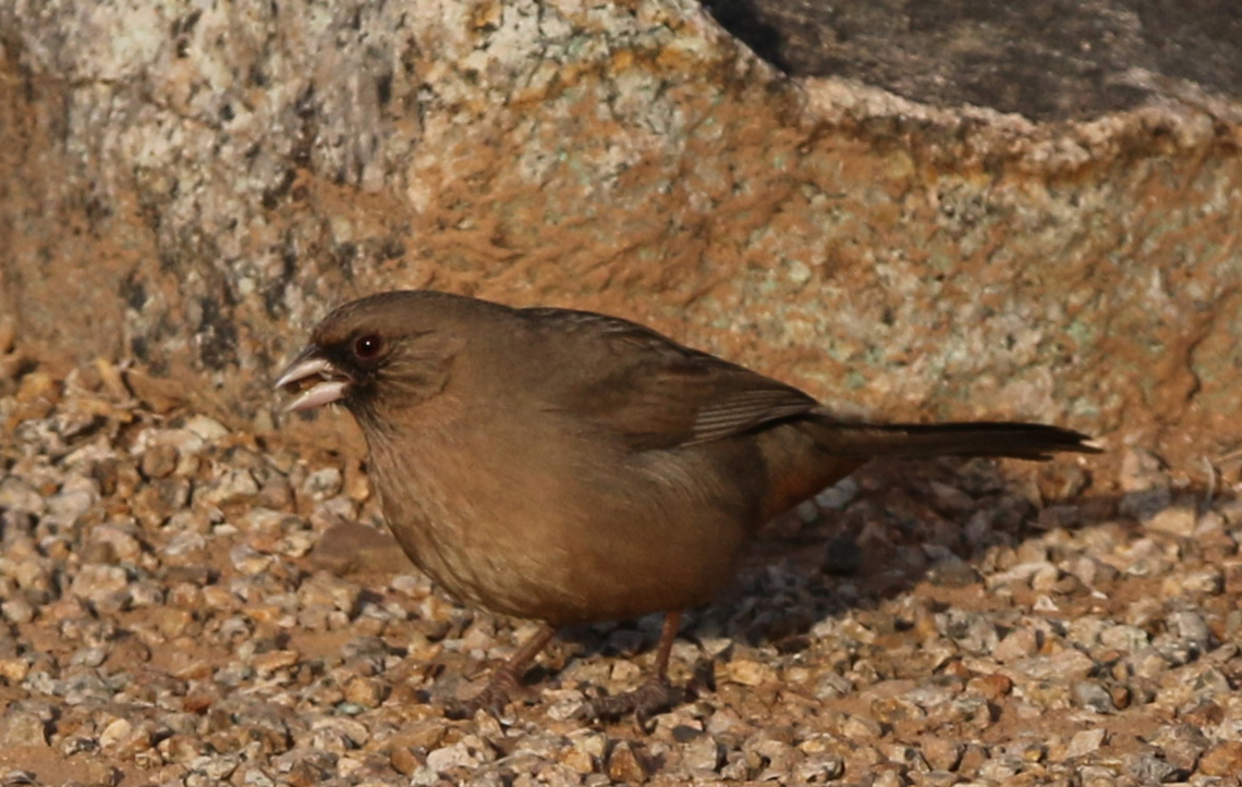 Abert's Towhee or Melozone aberti  Aberts towhee,Fall,Geotagged,Melozone aberti,United States
