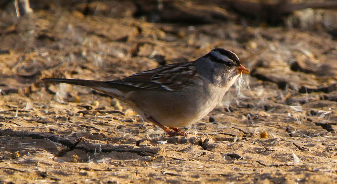 White-crowned Sparrow or Zonotrichia leucophrys  Fall,Geotagged,United States,White-crowned sparrow,Zonotrichia leucophrys
