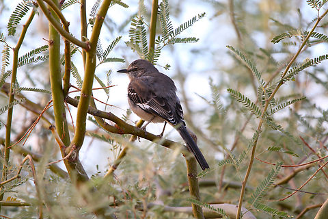 Northern Mockingbird or Mimus polyglottos  Fall,Geotagged,Mimus polyglottos,Northern mockingbird,United States