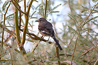 Northern Mockingbird or Mimus polyglottos  Fall,Geotagged,Mimus polyglottos,Northern mockingbird,United States