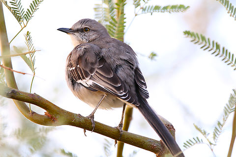 Northern Mockingbird or Mimus polyglottos https://www.jungledragon.com/image/156125/northern_mockingbird_or_mimus_polyglottos.html Mimus polyglottos,Northern mockingbird