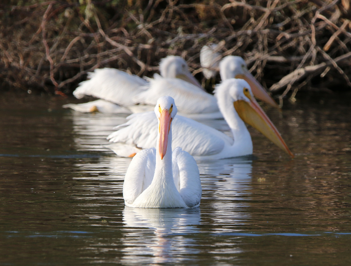 American White Pelican or Pelecanus erythrorhynchos <figure class="photo"><a href="https://www.jungledragon.com/image/156137/american_white_pelican_or_pelecanus_erythrorhynchos.html" title="American White Pelican or Pelecanus erythrorhynchos"><img src="https://s3.amazonaws.com/media.jungledragon.com/images/5803/156137_thumb.JPG?AWSAccessKeyId=05GMT0V3GWVNE7GGM1R2&Expires=1763596810&Signature=5yxa2vQXqno8royItM43kMbCVwU%3D" width="200" height="134" alt="American White Pelican or Pelecanus erythrorhynchos https://www.jungledragon.com/image/156127/american_white_pelican_or_pelecanus_erythrorhynchos.html American White Pelican,Pelecanus erythrorhynchos" /></a></figure> American White Pelican,Fall,Geotagged,Pelecanus erythrorhynchos,United States