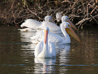 American White Pelican or Pelecanus erythrorhynchos https://www.jungledragon.com/image/156137/american_white_pelican_or_pelecanus_erythrorhynchos.html American White Pelican,Fall,Geotagged,Pelecanus erythrorhynchos,United States
