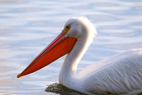 American White Pelican or Pelecanus erythrorhynchos https://www.jungledragon.com/image/156127/american_white_pelican_or_pelecanus_erythrorhynchos.html American White Pelican,Pelecanus erythrorhynchos