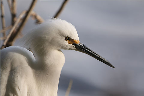 Snowy Egret or Egretta thula https://www.jungledragon.com/image/156139/snowy_egret_or_egretta_thula.html
Has distinctive yellow feet and a black bill.
This is also the only all-white Egret species in Arizona Egretta thula,Fall,Geotagged,Snowy Egret,United States