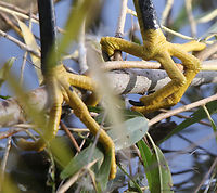 Snowy Egret feet or Egretta thula This is the only all-white egret in Arizona. It has distinctive yellow feet. They look very reptilian like.<br />
https://www.jungledragon.com/image/156138/snowy_egret_or_egretta_thula.html Egretta thula,Fall,Geotagged,Snowy Egret,United States,feet