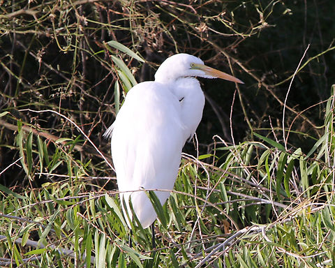 Great Egret or Ardea alba https://www.jungledragon.com/image/156205/great_egret_or_ardea_alba.html

Distinguished from the Snowy Egret by the orange bill and black feet
https://www.jungledragon.com/image/156138/snowy_egret_or_egretta_thula.html
Snowy Egret Ardea alba,Fall,Geotagged,Great egret,United States