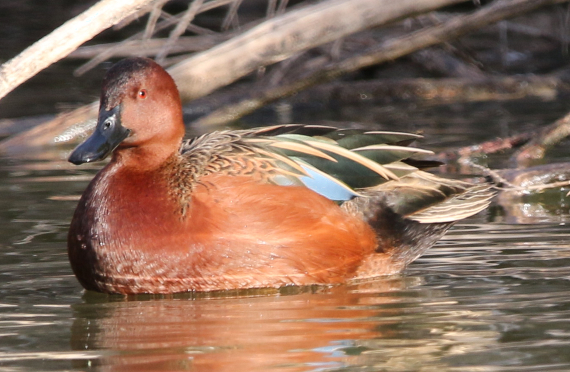 Cinnamon Teal or Spatula cyanoptera  Anas cyanoptera,Cinnamon teal,Fall,Geotagged,Spatula cyanoptera,United States