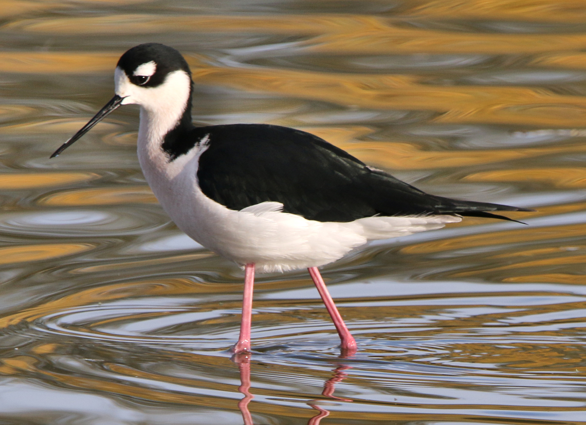 Black-necked Stilt or Himantopus mexicanus  Black-necked stilt,Fall,Geotagged,Himantopus mexicanus,United States