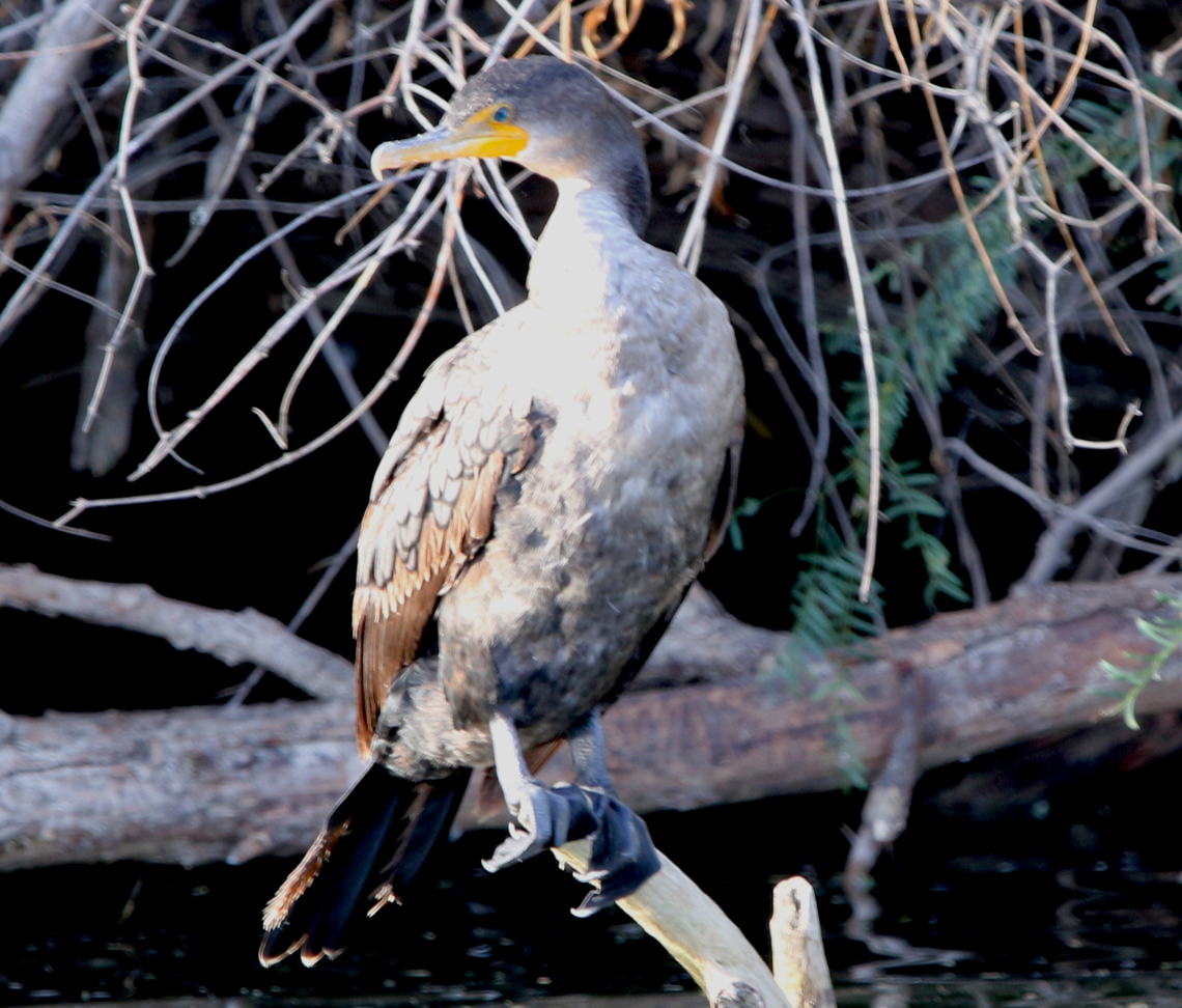 Double-crested Cormorant  or Nannopterum auritum  Double-crested cormorant,Fall,Geotagged,Phalacrocorax auritus,United States