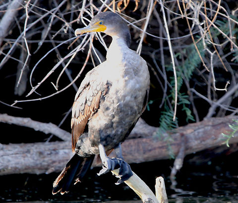 Double-crested Cormorant  or Nannopterum auritum  Double-crested cormorant,Fall,Geotagged,Phalacrocorax auritus,United States