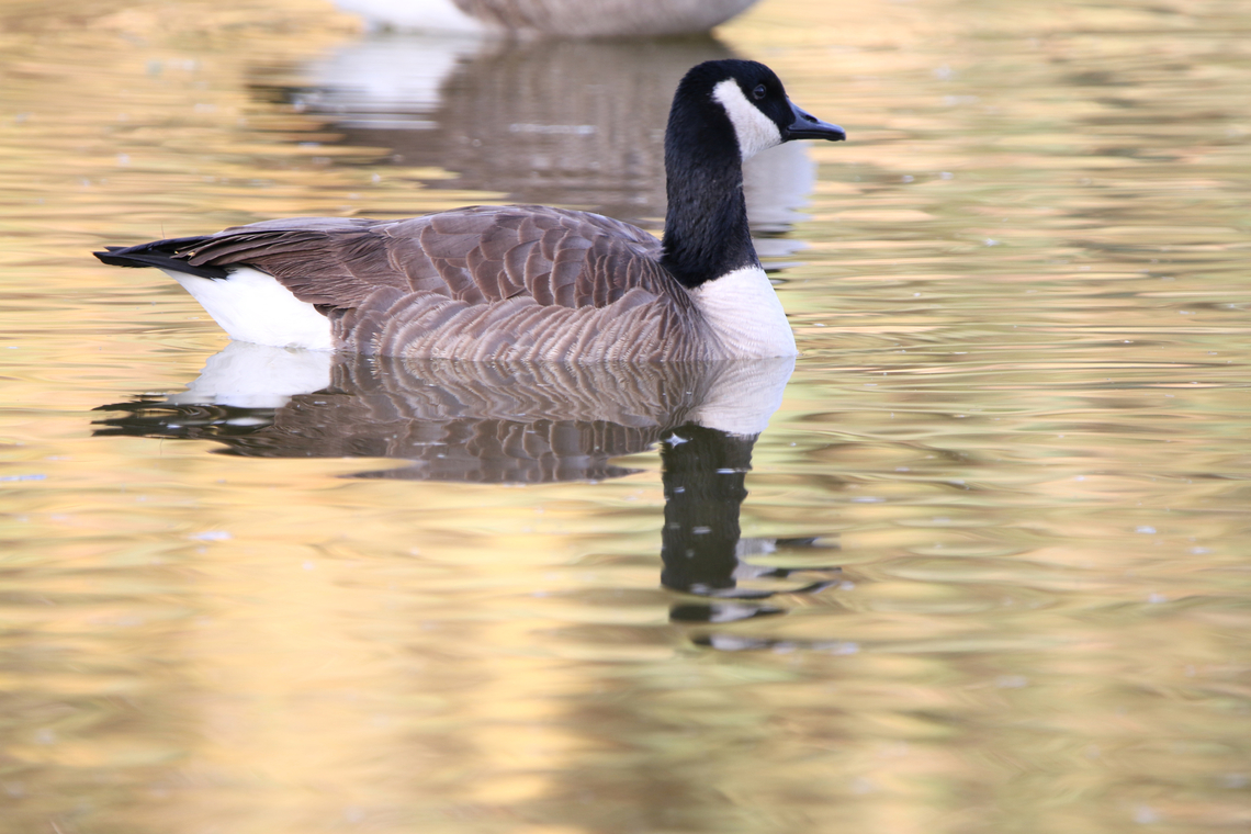 Canada Goose or Branta canadensis  Branta canadensis,Canada goose,Fall,Geotagged,United States