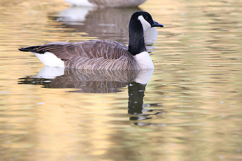 Canada Goose or Branta canadensis  Branta canadensis,Canada goose,Fall,Geotagged,United States