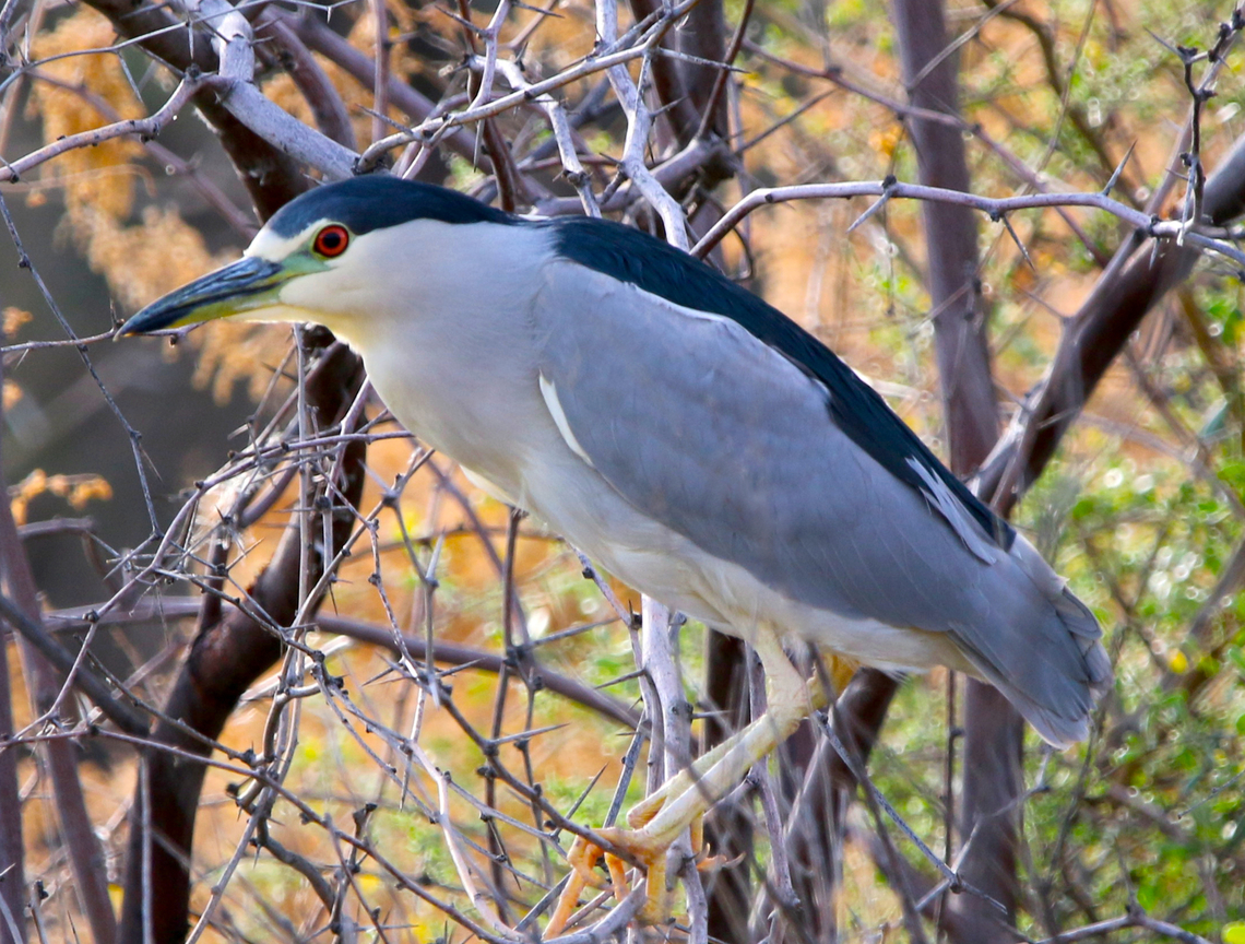 Black-Crowned Night Heron or Nycticorax nycticorax  Black-crowned night heron,Fall,Geotagged,Nycticorax nycticorax,United States