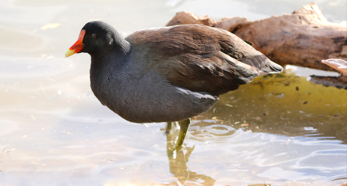 Common Gallinule or Gallinula galeata  Common gallinule,Fall,Gallinula galeata,Geotagged,United States