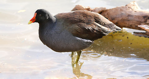 Common Gallinule or Gallinula galeata  Common gallinule,Fall,Gallinula galeata,Geotagged,United States
