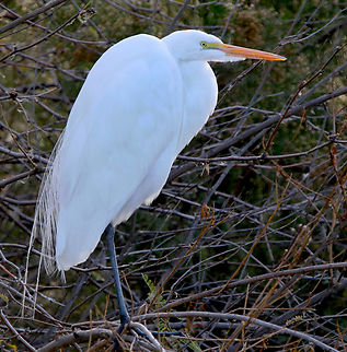 Great Egret or Ardea alba  Ardea alba,Fall,Geotagged,Great egret,United States