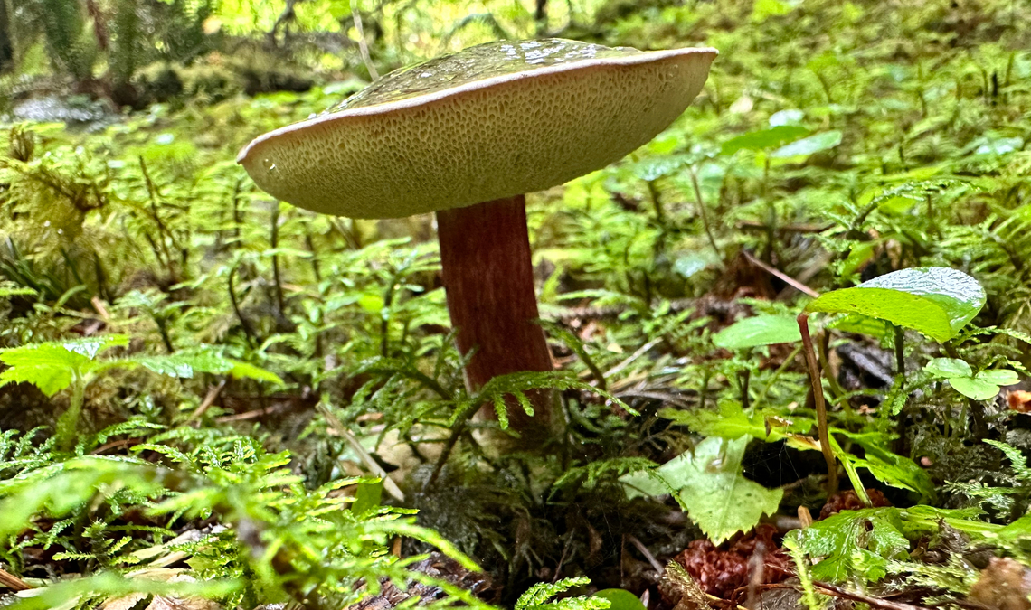 Old Zellers Bolete or Xeroceomellus zelleri  Fall,Geotagged,United States,Xeroceomellus zelleri,Xerocomellus zelleri