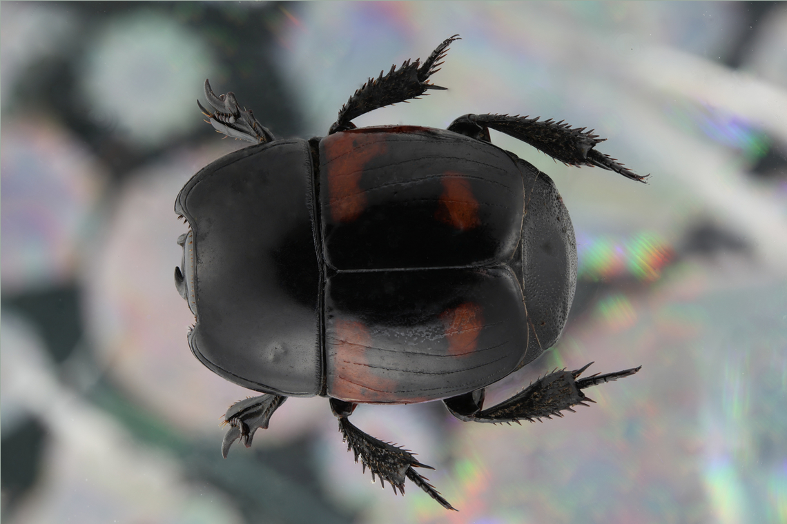 Hister beetle or possibly Hister quadrimaculatus Obtained from a collection that came from parts of Ukraine and Madagascar<br />
Laowa 100 mm lens, f3.5, 1/6 sec, 100 ISO, 1.75X, 40 steps at 66 microns Geotagged,Hister quadrimaculatus,United States,Winter